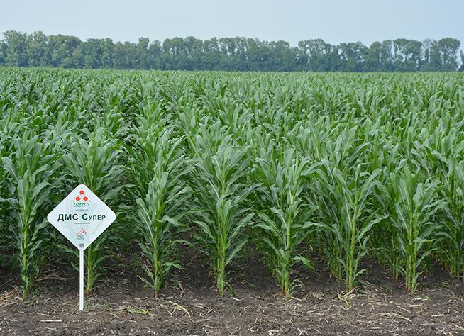 Двадцать первый гибрид кукурузы Компании Маис в Республике Беларусь