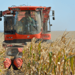 Уже убрано 43% семенного материала кукурузы