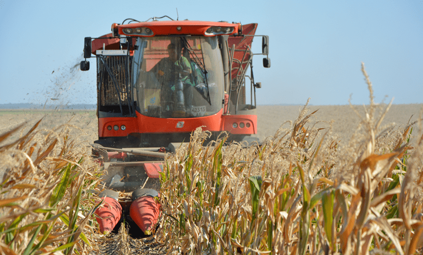 Уже убрано 43% семенного материала кукурузы