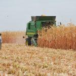 Новые гибриды кукурузы для интенсивного выращивания