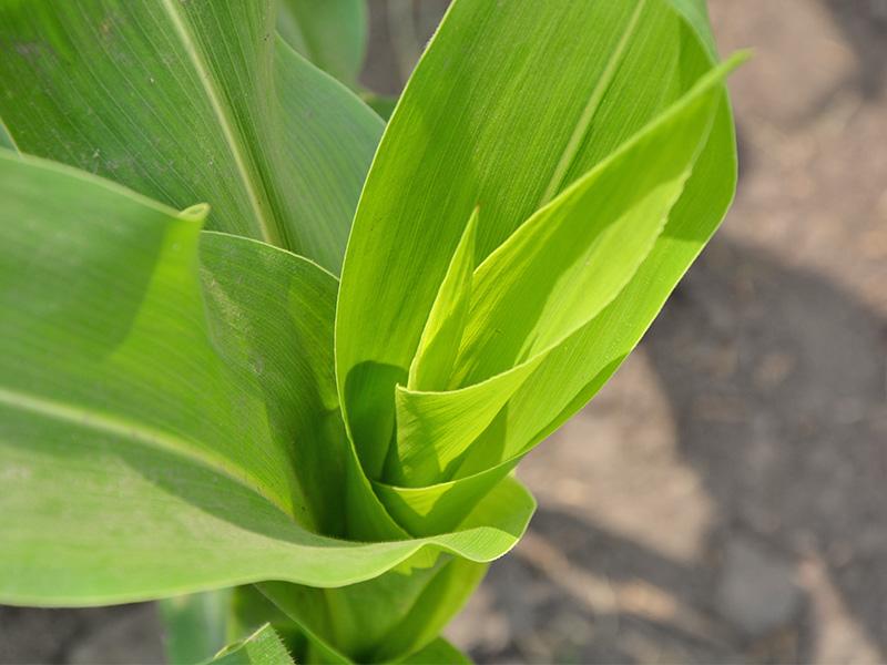 Як запобігти негативним явищам посухи при вирощуванні кукурудзи