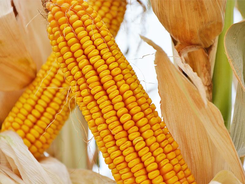 Як запобігти негативним явищам посухи при вирощуванні кукурудзи