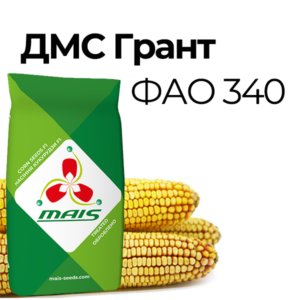 ДМС Грант (ФАО 340) Середньостиглий гібрид кукурудзи