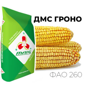ДМС Гроно (ФАО 260) Середньоранній гібрид кукурудзи