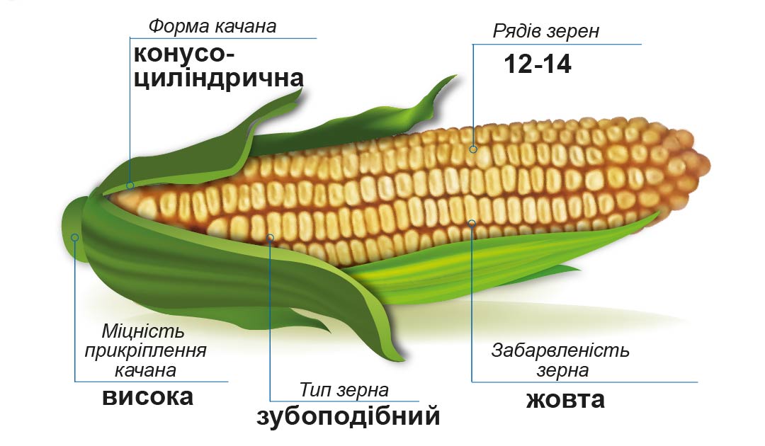 ДМС Прайм (ФАО 250) Середньоранній гібрид кукурудзи