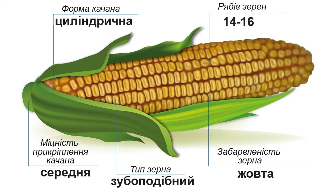 ДМ Дует (ФАО 320) Середньостиглий гібрид кукурудзи