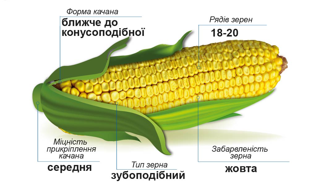 ДМС Тренд (ФАО 290) Середньоранній гібрид кукурудзи