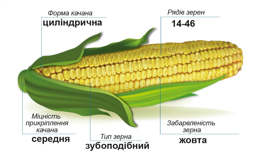 Вілія (ФАО 300) Середньостиглий гібрид кукурудзи