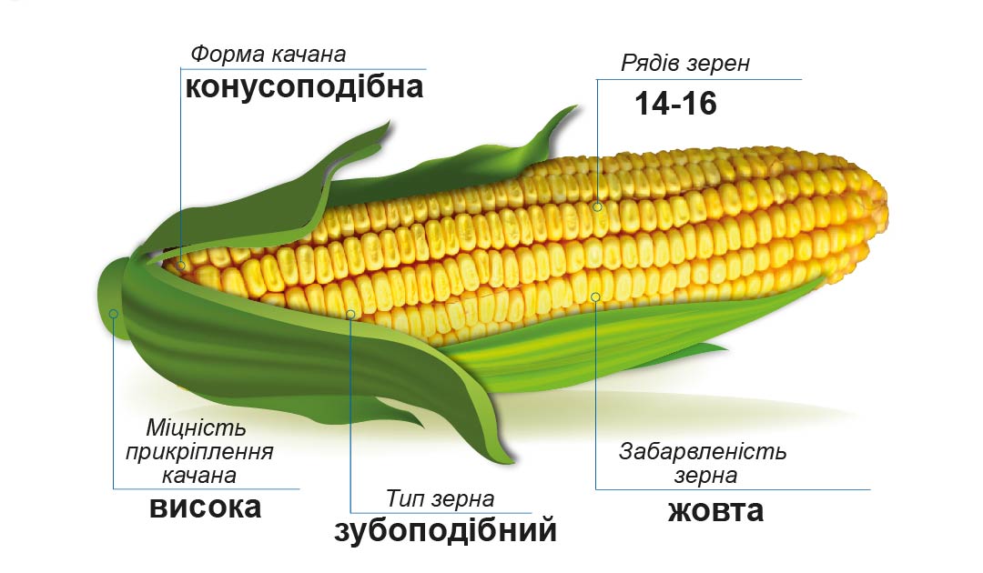 Візир (ФАО 350) Середньостиглий гібрид кукурудзи