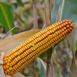 Среднеранний гибрид кукурузи ДМС Прайм (ФАО 220)