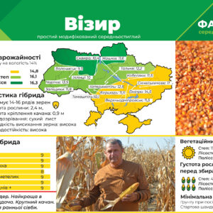 Среднеспелый гибрид кукурузы Визир (ФАО 350)