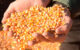 Чи варто оновлювати гібридний склад кукурудзи?