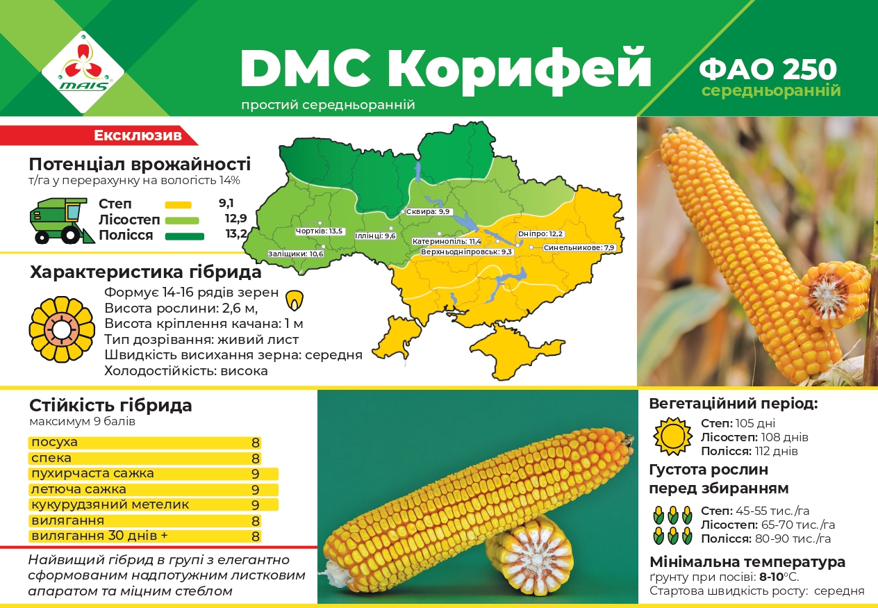 ДМС Корифей