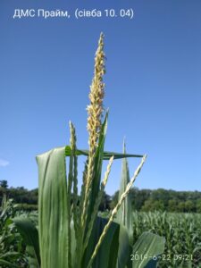 Нужно ли обновлять гибридный состав кукурузы?