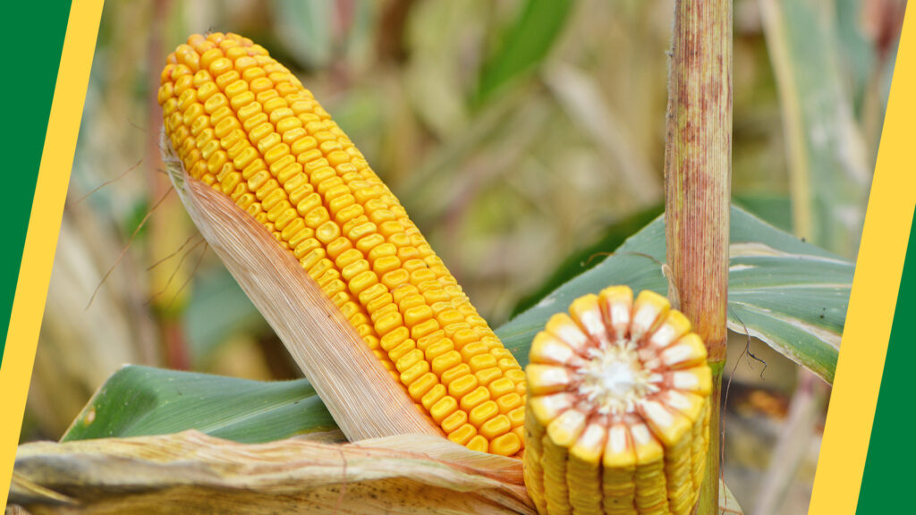 Отримайте насіння нових гібридів кукурудзи безкоштовно!