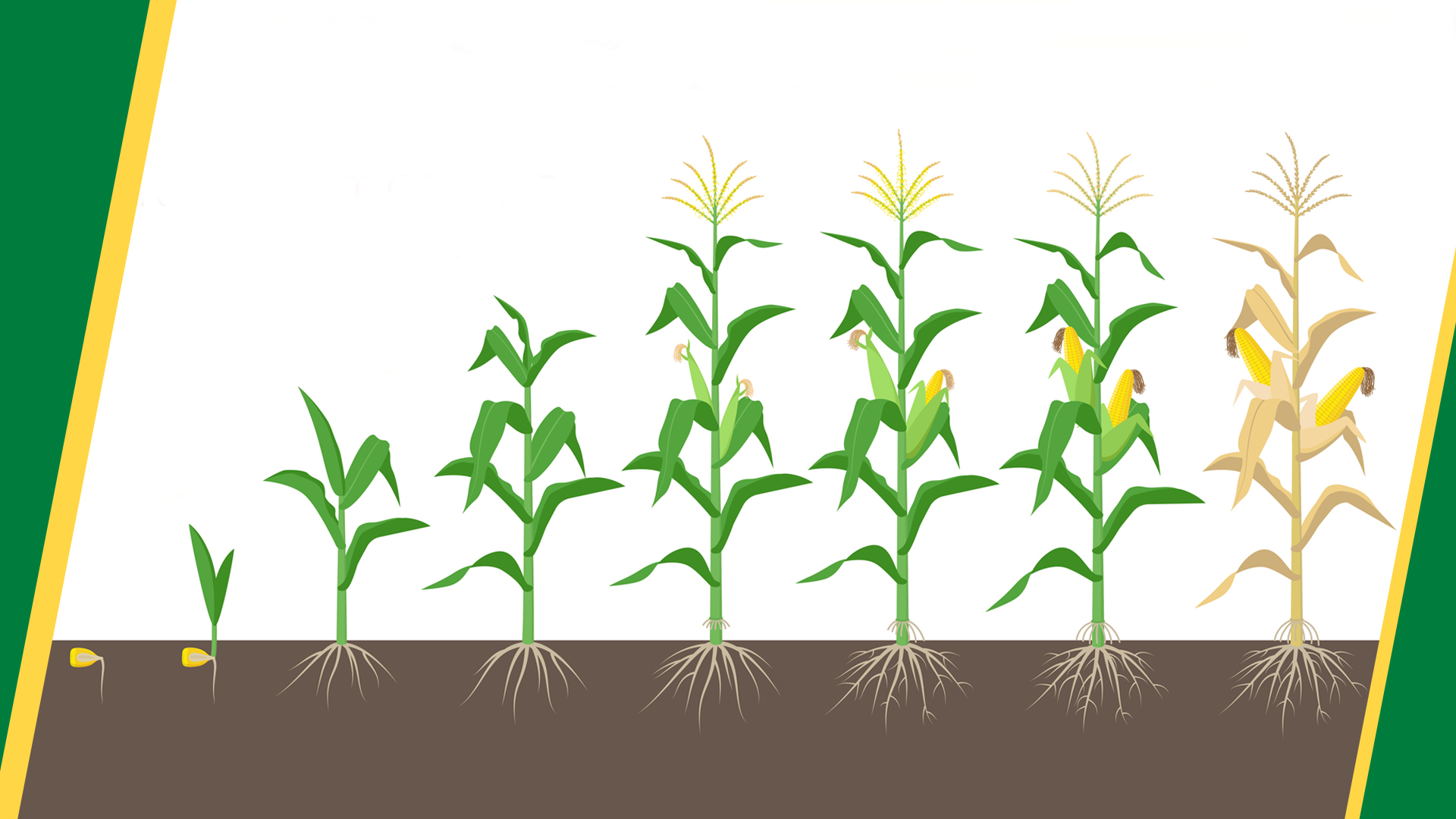 Вирощування кукурудзи