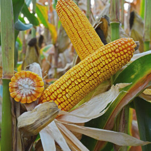 ДМ Експенсів