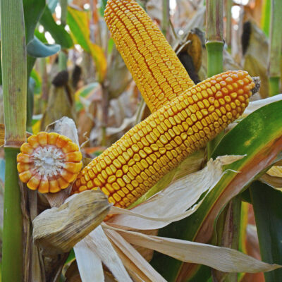 ДМ Експенсів